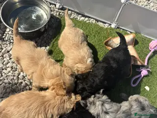 Mixed Breed dogs Ready to leave!!! - Advert 17