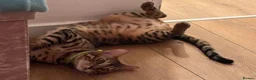 Bengal cats for sale: 2 pure bengals bond pair for sale  - Advert 3