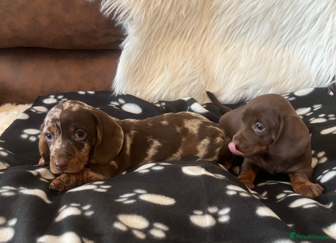 Miniature Dachshund dogs for sale: Miniature dachshund Puppies 🐶 Boy Available! - Advert 9