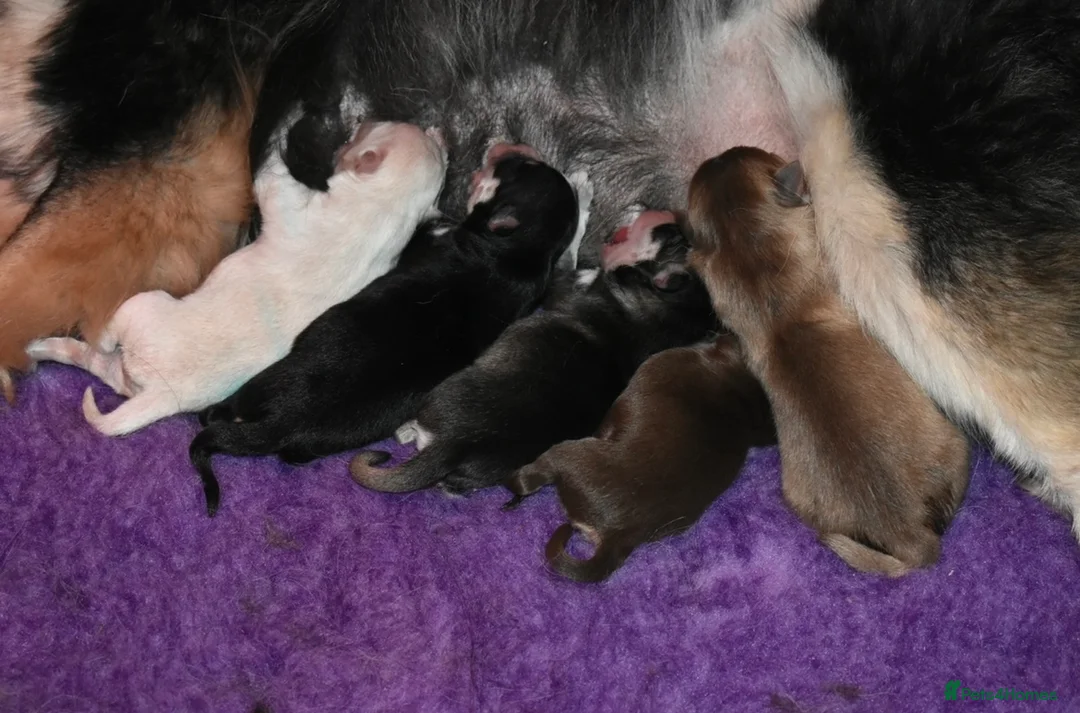 Pomsky dogs for stud: American Import Chocolate Pomsky for Stud in Ammanford - Advert 11