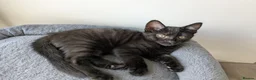 Bengal cats for sale: Bengal x American Mainecoon Kittens - READY TO GO - Advert 11