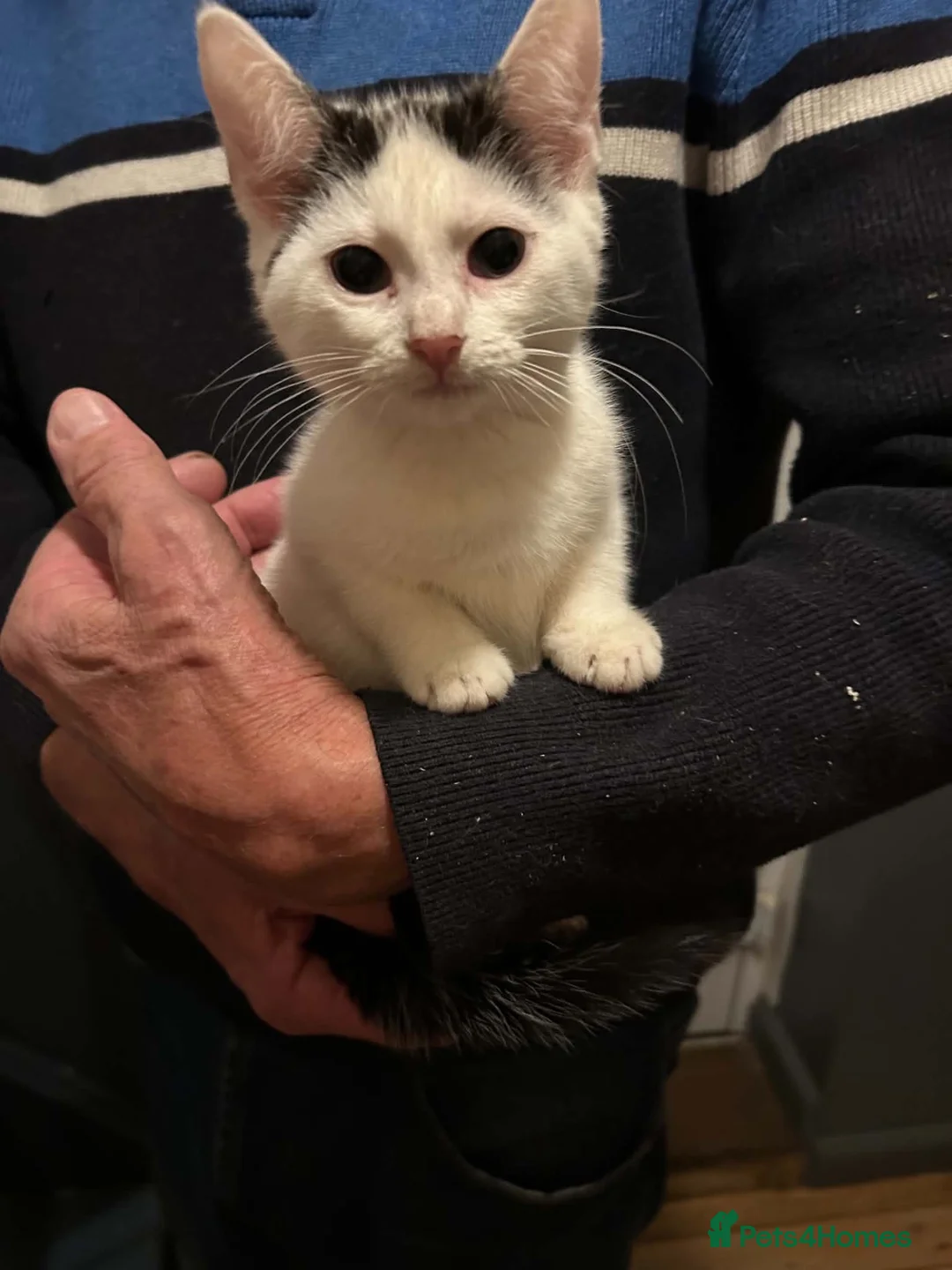 Mixed Breed cats for sale: 2 beautiful kittens for sale  - Advert 2
