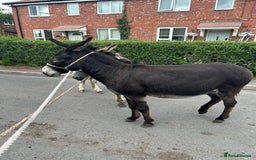 Donkey livestock for sale: 5 year old gelding donkeys  - Image 2