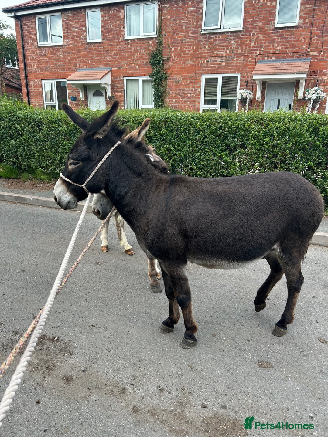 Donkey livestock for sale: 5 year old gelding donkeys  - Image 2