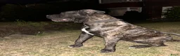 Presa Canario dogs for sale: Presa Canario 3 years Old - Advert 3