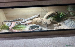 Corn Snake reptiles for sale: Corn snake and setup  - Image 2