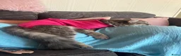Mixed Breed cats for sale: Beautiful girl for new home  in Lincoln - Advert 4