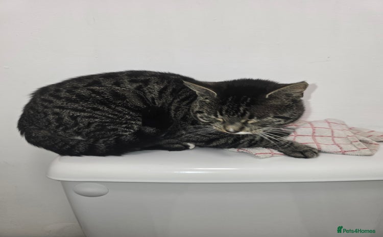 Domestic Shorthair cats - Advert 11