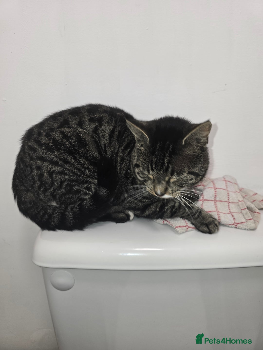 Domestic Shorthair cats for sale: Mario - Image 1