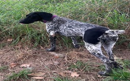 German Shorthaired Pointer dogs for adoption: Dora, a gorgeous young GSP - Image 6