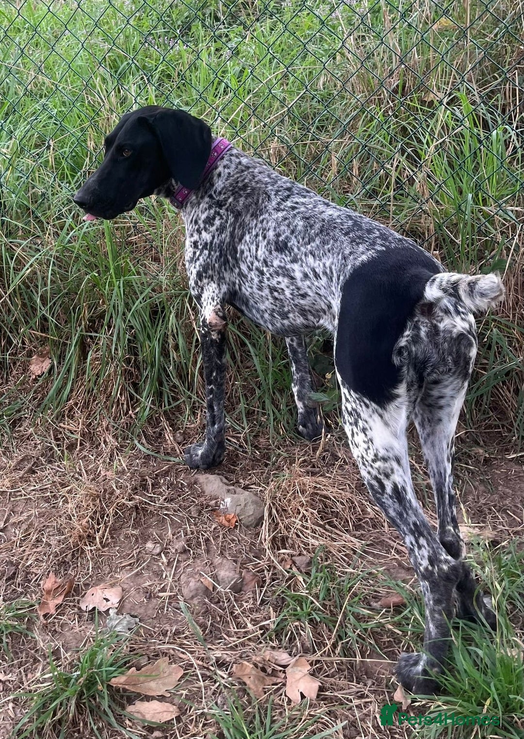 German Shorthaired Pointer dogs for adoption: Dora, a gorgeous young GSP - Image 6