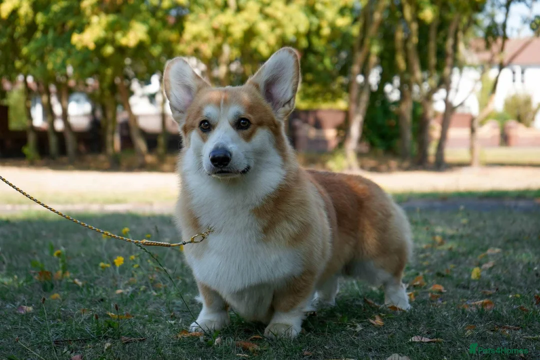Welsh Corgi Pembroke dogs for sale: KC registered Welsh Corgi (Pembroke) - Advert 2