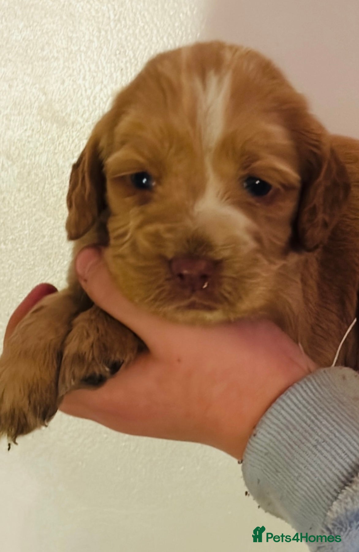 Cocker Spaniel dogs KC cockers only red and white left  - Advert 4