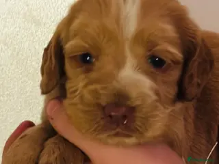 Cocker Spaniel dogs KC cockers only red and white left - Advert 4