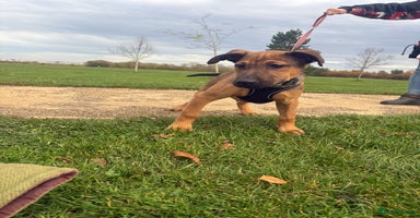 Belgian Shepherd Dog dogs - Advert 15