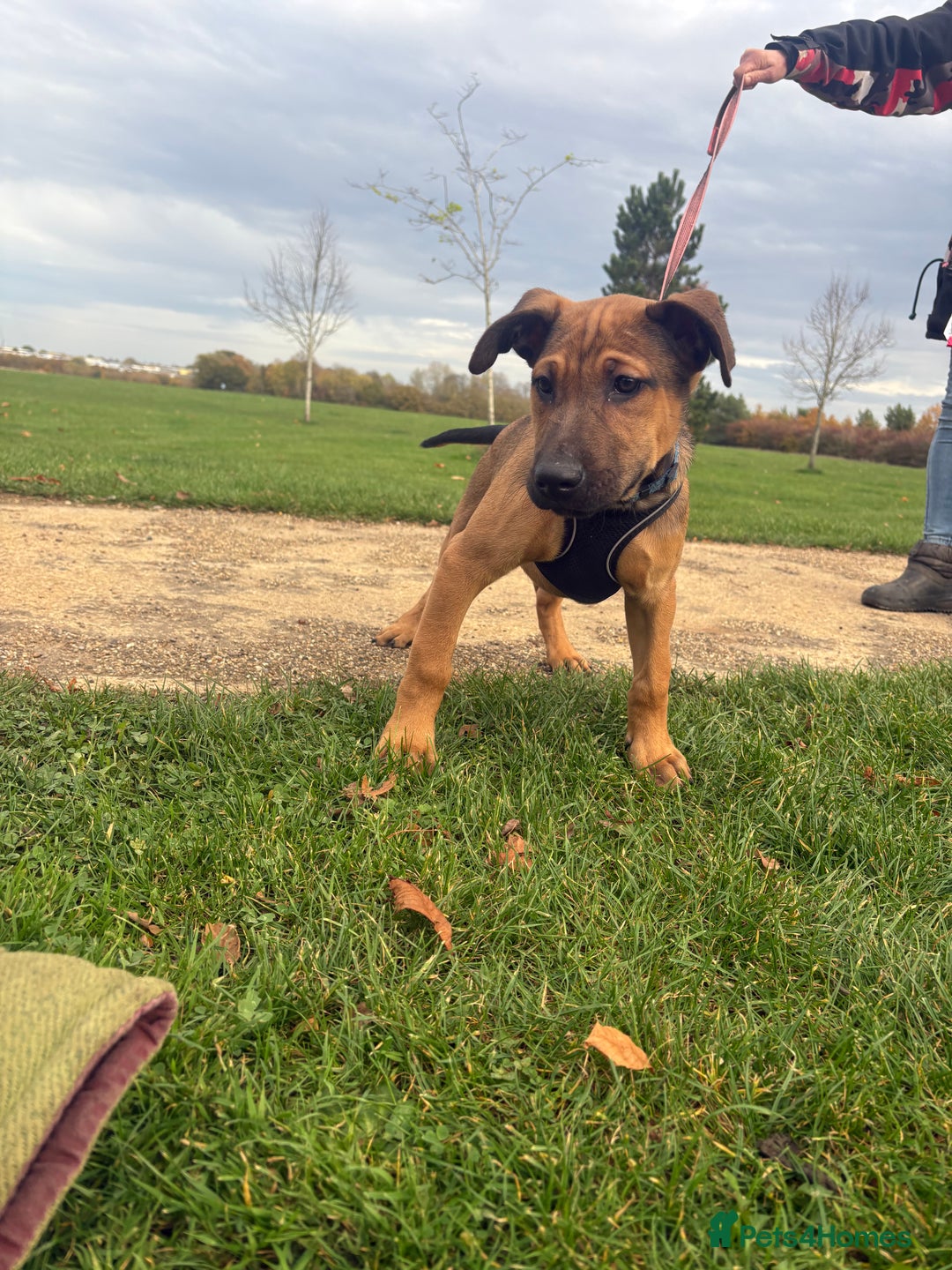 Belgian Shepherd Dog dogs for sale: ENVI 💥 BERRY 2 - Image 2