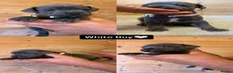Staffordshire Bull Terrier dogs for sale:  Blue Staffordshire Bull Terrier Puppies Available - Advert 11