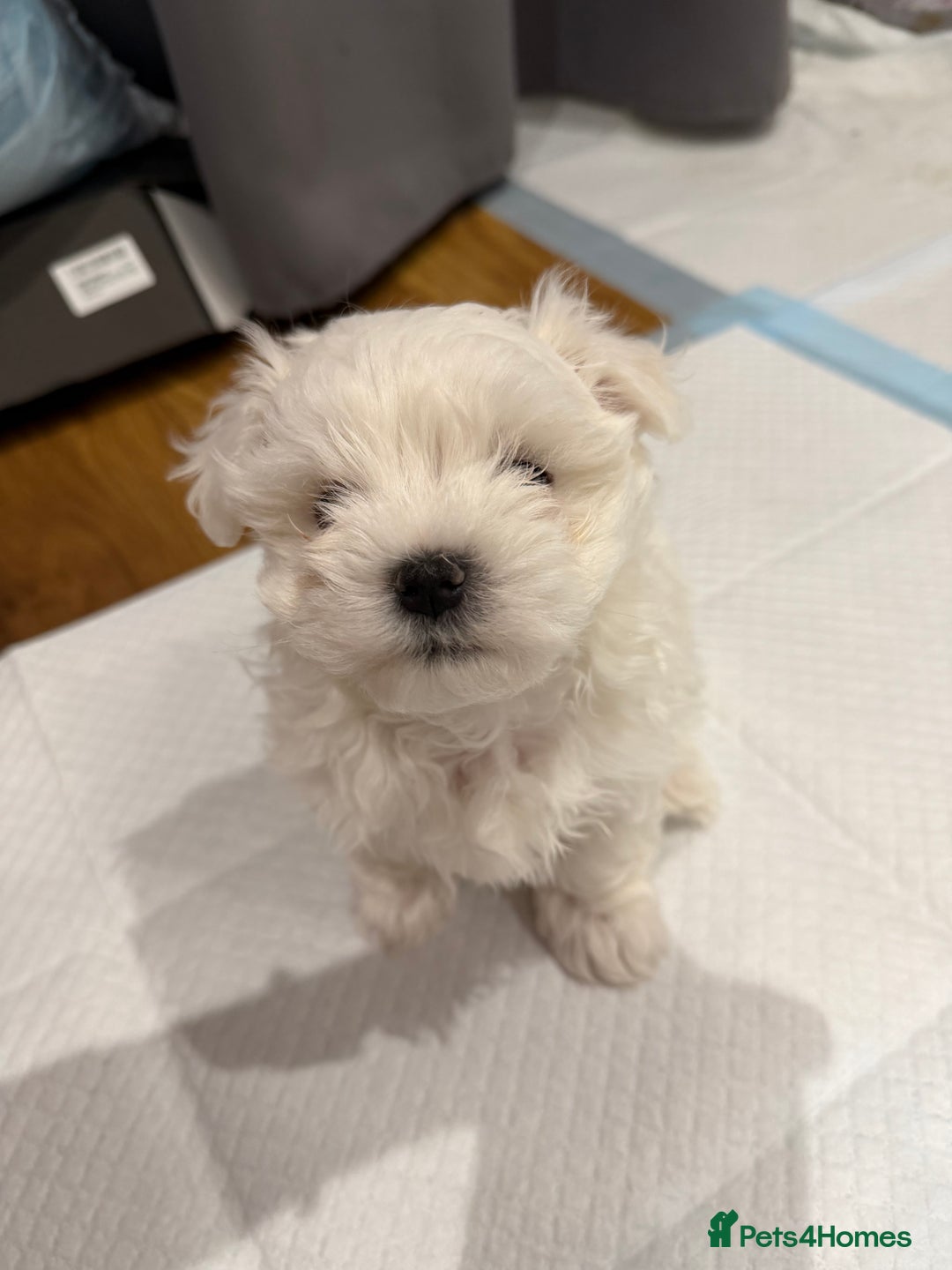 Maltese dogs for sale: Gorgeous Maltese puppies  - Advert 35