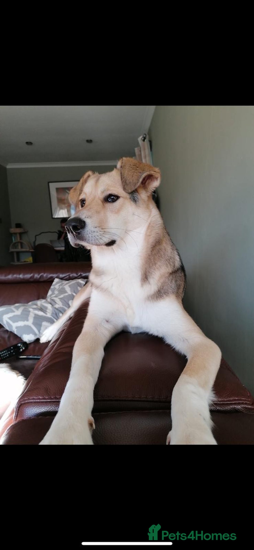 Mixed Breed dogs for adoption: Winter ❄️  - Image 8