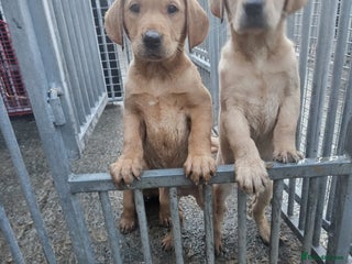 Labrador Retriever dogs 🐾 Beautiful Labrador Puppies 🐾 - Advert 2