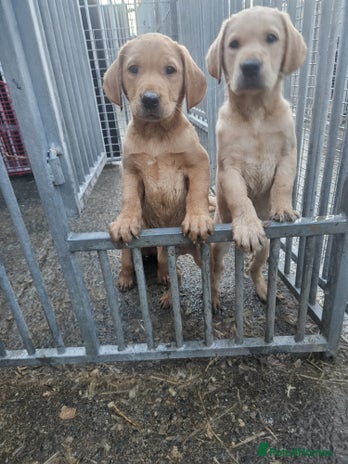 Labrador Retriever dogs - Advert 3