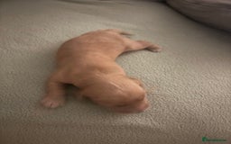 Cocker Spaniel dogs for sale: Beautiful Cocker Spaniel Puppies - Advert 11