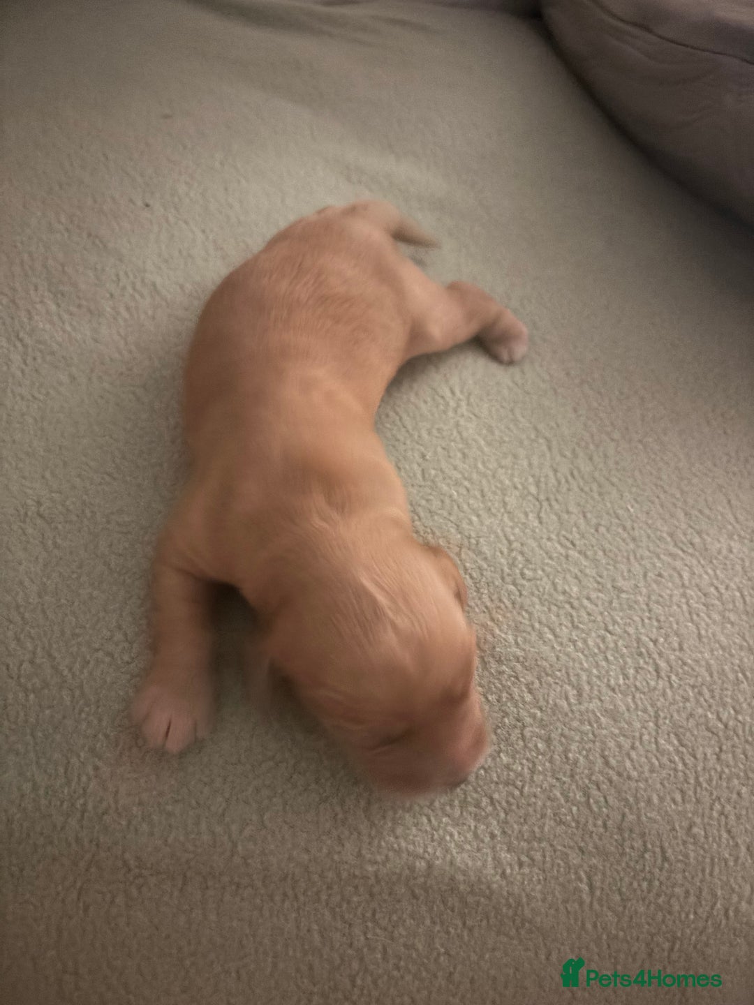 Cocker Spaniel dogs for sale: Beautiful Cocker Spaniel Puppies - Advert 11