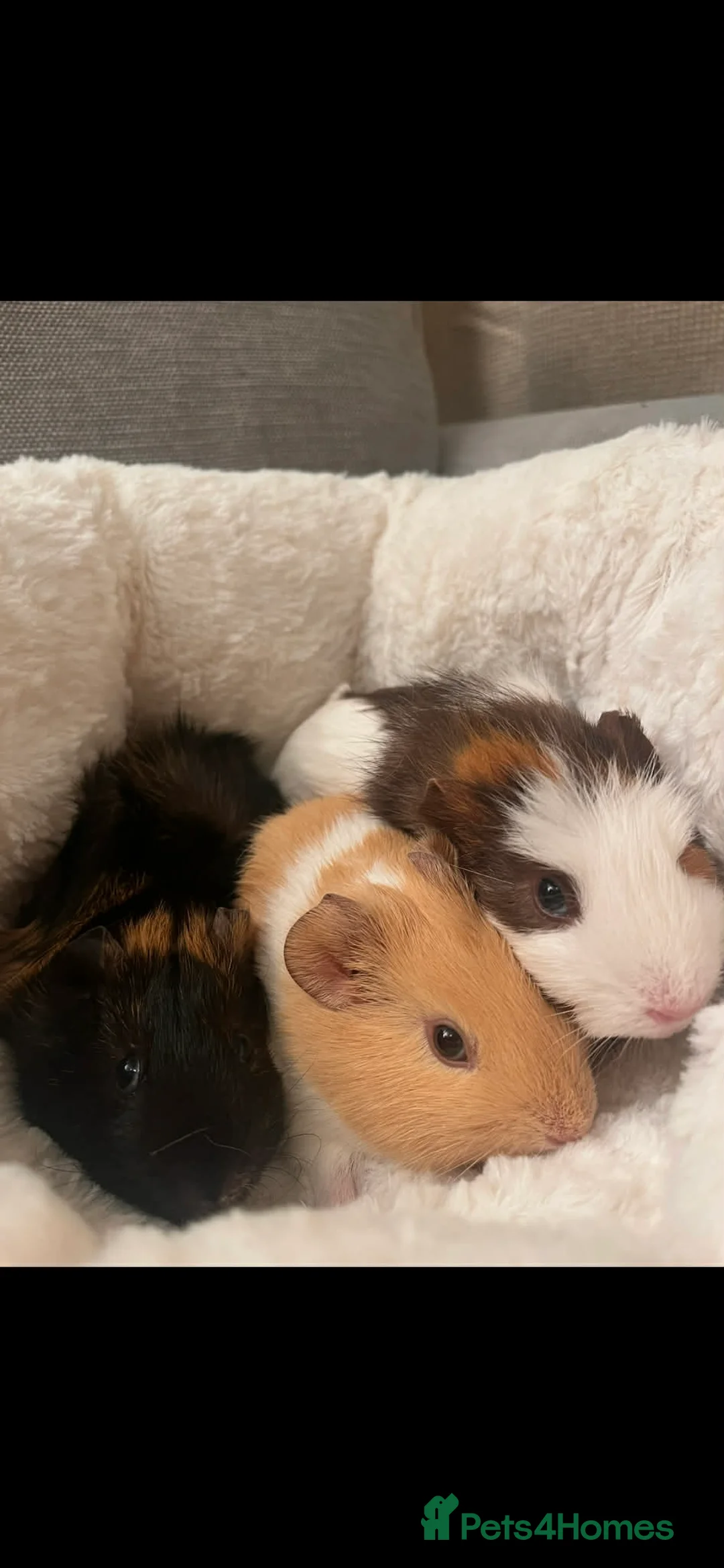 Guinea Pig rodents for sale: 3 babie girl guineapigs - Advert 1