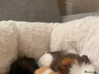 Guinea Pig rodents 3 babie girl guineapigs - Advert 9