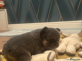 French Bulldog dogs fluffy french bulldogs - Advert 4