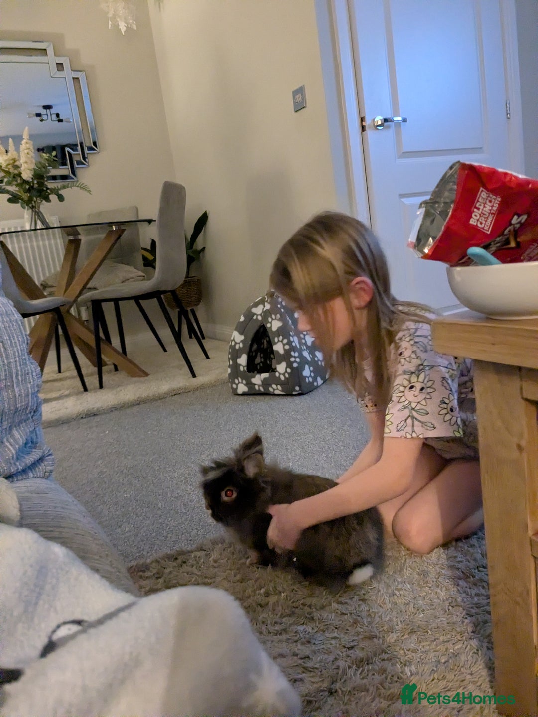 Lionhead rabbits for sale: Male lionhead house rabbit  - Advert 6