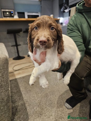 English Springer Spaniel dogs - Advert 1