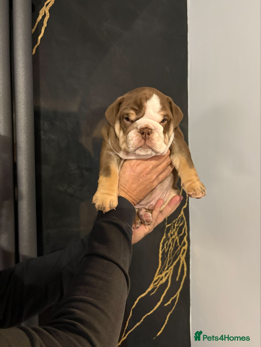 English Bulldog dogs for sale: English bulldog puppies  - Advert 23