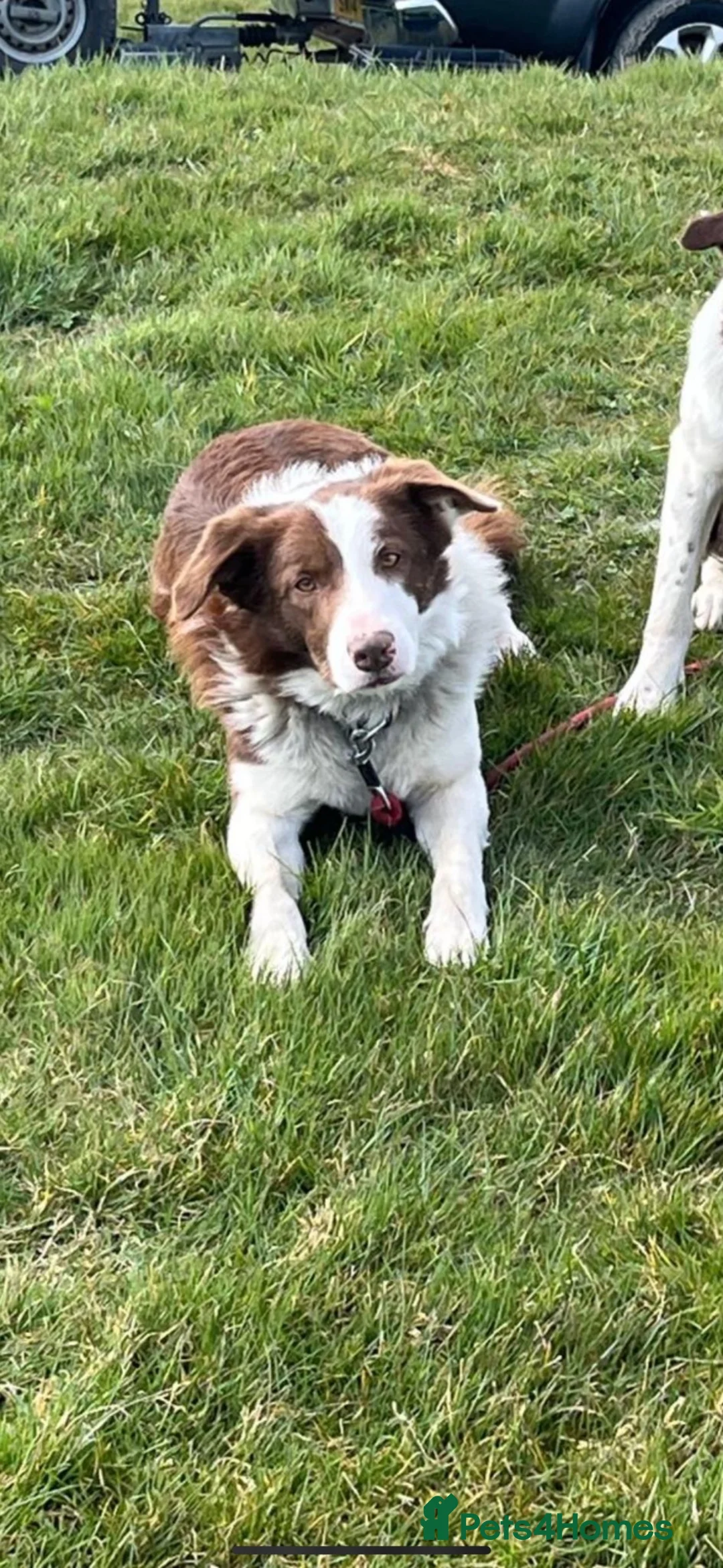 Border Collie dogs for sale: Collie pups  in Barnstaple - Advert 1