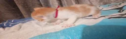 Mixed Breed cats for sale: Adorable Kittens looking for their Forever Home - Advert 10
