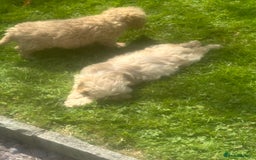 Cockapoo dogs for sale: Crazy Cockapoo puppies    - Image 4