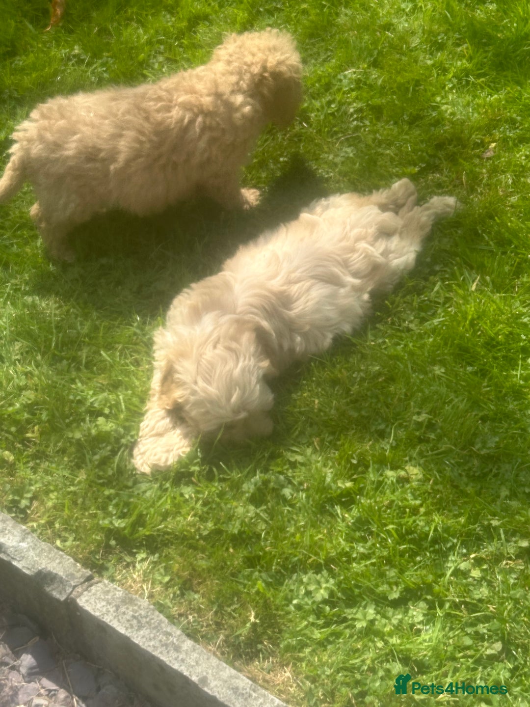Cockapoo dogs for sale: Crazy Cockapoo puppies    - Image 4
