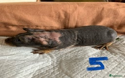 Guinea Pig rodents for sale: Well handled skinny pigs.  - Image 11