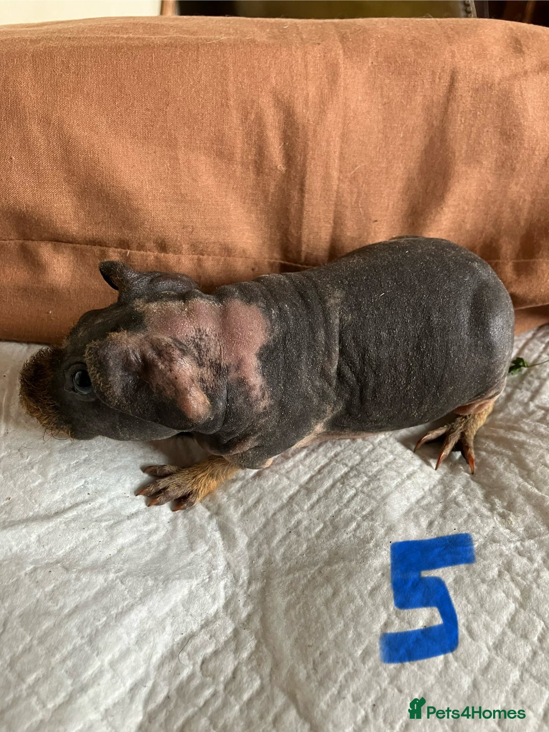 Guinea Pig rodents for sale: Well handled skinny pigs.  - Image 11