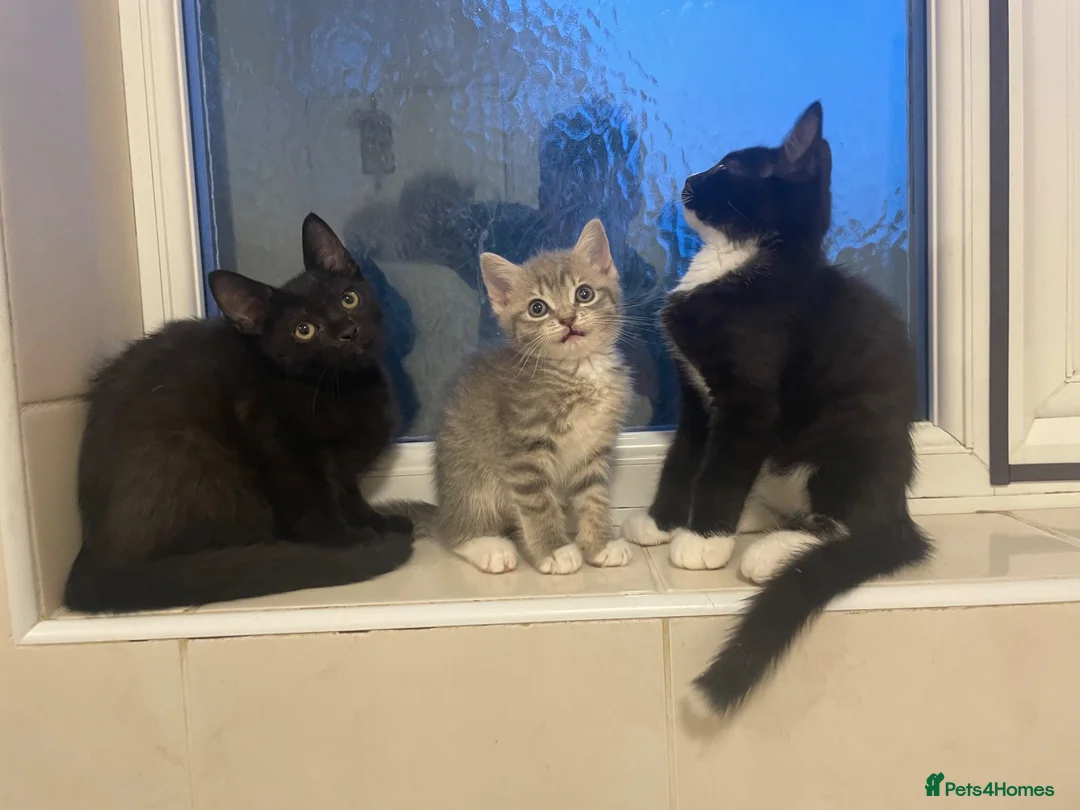 Mixed Breed cats for sale: Beautiful MixBreed Kittens  - Advert 3
