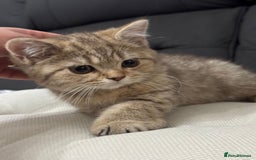 British Shorthair cats for sale: British shorthair  - Image 13