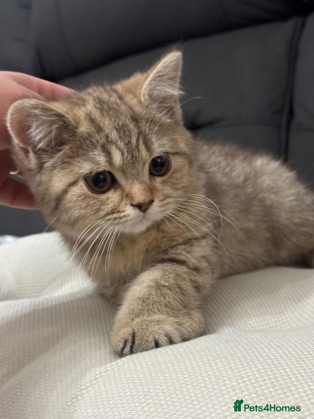 British Shorthair cats for sale: British shorthair  - Image 13