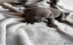 Staffordshire Bull Terrier dogs for sale: 💙💙Champion bloodline blue staffy pups !!!💙💙 - Image 7