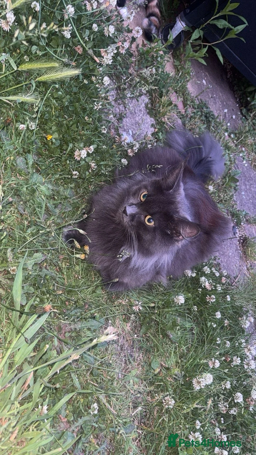 Mixed Breed cats for sale: Kittens  - Advert 1