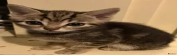 Mixed Breed cats for sale: Beautiful friendly tabby kittens  in Evesham - Advert 5