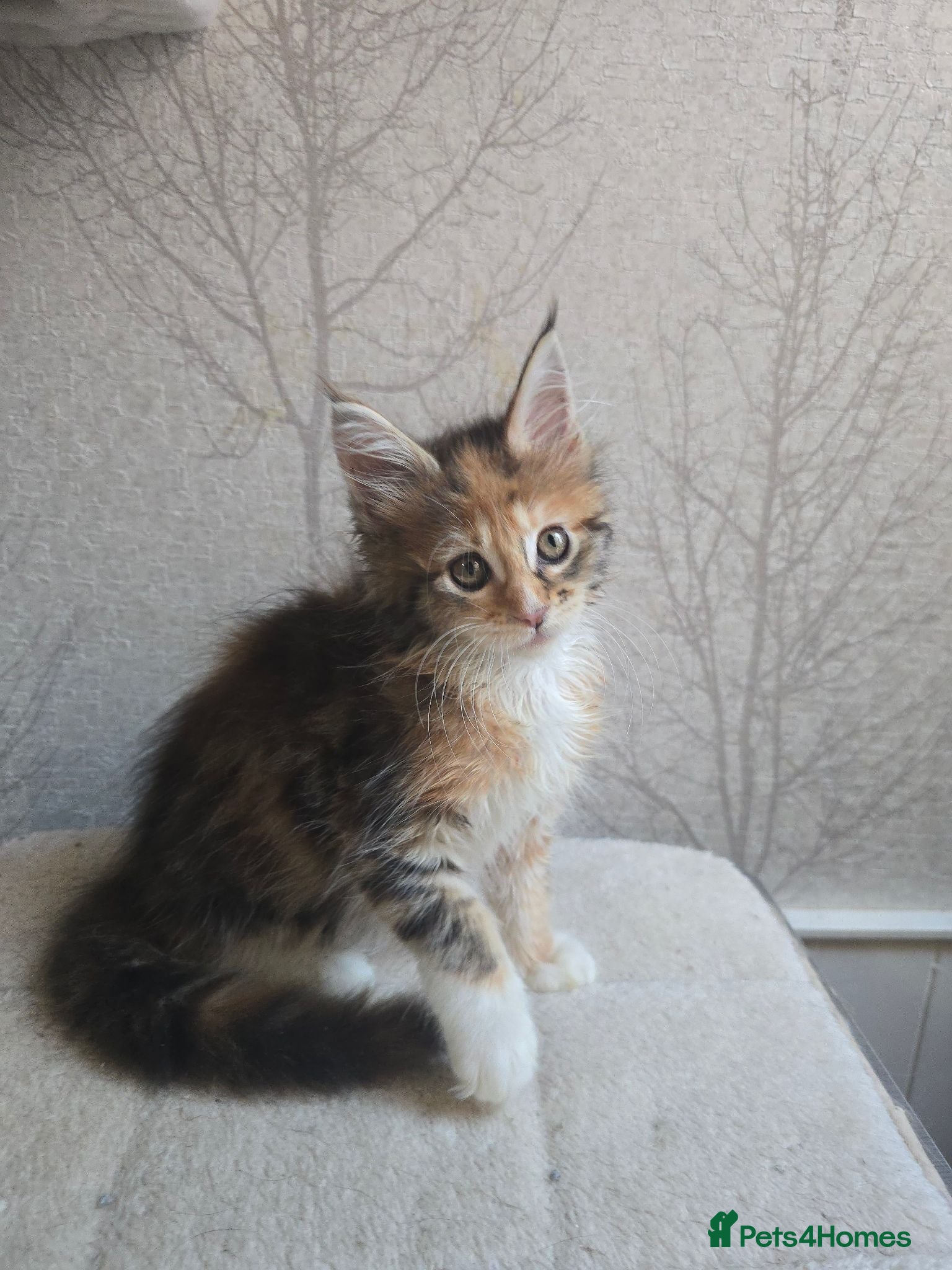 Maine Coon cats for sale: Beautiful Maine Coon Kittens Amazing Lines - Advert 2