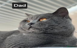 British Shorthair cats for sale: British Shorthair Kittens  - Image 8