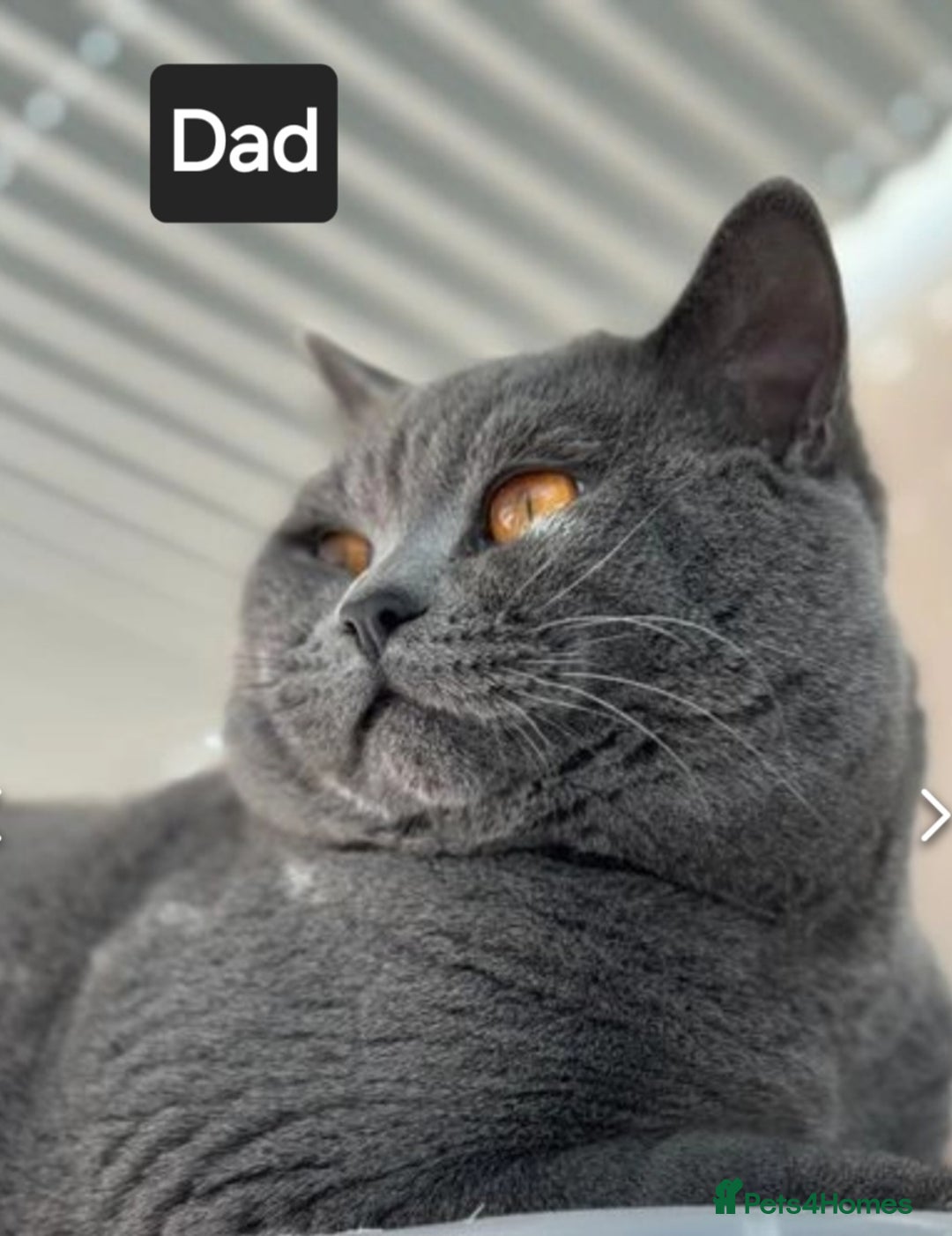 British Shorthair cats for sale: British Shorthair Kittens  - Image 8
