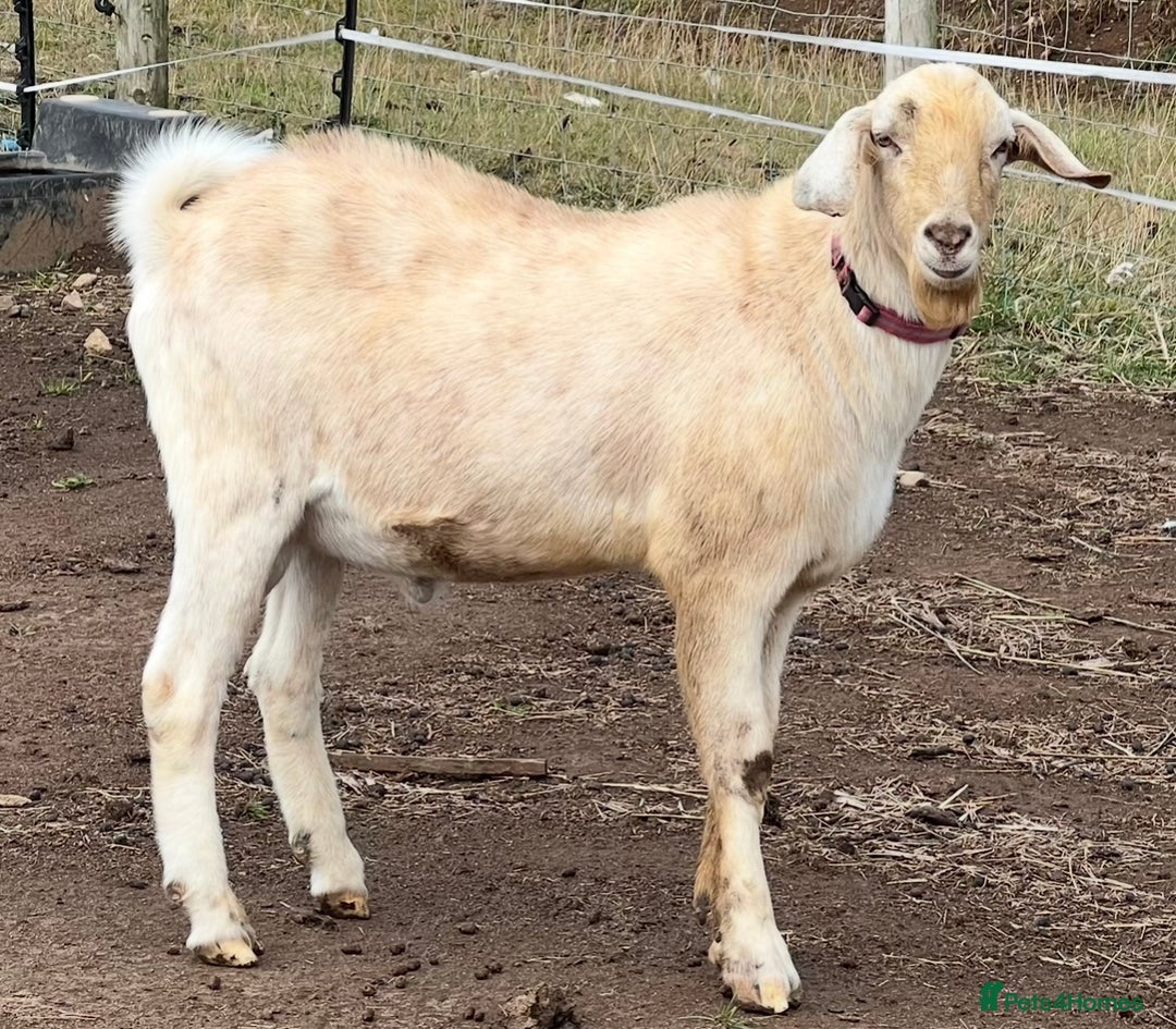 Goats livestock for sale: 2 does and 1 buck - Advert 4