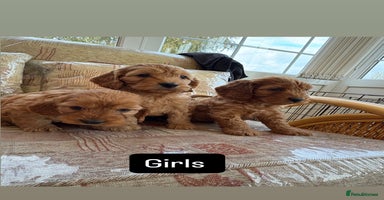 Cockapoo dogs - Advert 7